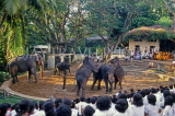 SRI LANKA, Colombo, Dehiwela Zoo, Elephant show, SLK1783JPL