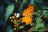 SRI LANKA, Common Leopard Butterfly, SLK2174JPL