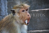 SRI LANKA, Dambulla Cave Temple (Golden Temple), Macaque Monkey at site, SLK2849JPL