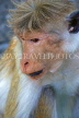 SRI LANKA, Dambulla Cave Temple (Golden Temple), Macaque Monkey at site, SLK2850JPL