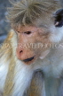 SRI LANKA, Dambulla Cave Temple (Golden Temple), Macaque Monkey at site, SLK2850JPL