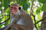 SRI LANKA, Dambulla Cave Temple (Golden Temple), Macaque Monkey at site, SLK2851JPL