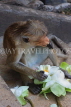 SRI LANKA, Dambulla Cave Temple (Golden Temple), Macaque Monkey eating flower offerings, SLK2809JPL
