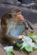 SRI LANKA, Dambulla Cave Temple (Golden Temple), Macaque Monkey eating flower offerings, SLK2811JPL