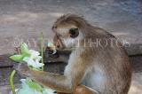 SRI LANKA, Dambulla Cave Temple (Golden Temple), Macaque Monkey eating flower offerings, SLK2812JPL