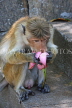 SRI LANKA, Dambulla Cave Temple (Golden Temple), Macaque Monkey eating flower offerings, SLK2844JPL