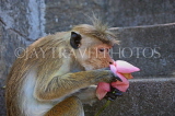 SRI LANKA, Dambulla Cave Temple (Golden Temple), Macaque Monkey eating flower offerings, SLK2847JPL