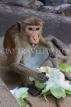 SRI LANKA, Dambulla Cave Temple (Golden Temple), Macaque Monkey eating flower offerings at site, SLK2810JPL