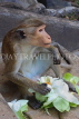 SRI LANKA, Dambulla Cave Temple (Golden Temple), Macaque Monkey eating flower offerings at site, SLK2811JPL
