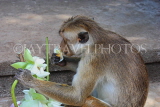SRI LANKA, Dambulla Cave Temple (Golden Temple), Macaque Monkey eating flower offerings at site, SLK2812JPL