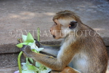 SRI LANKA, Dambulla Cave Temple (Golden Temple), Macaque Monkey eating flower offerings at site, SLK2813JPL