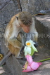 SRI LANKA, Dambulla Cave Temple (Golden Temple), Macaque Monkey eating flower offerings at site, SLK2843JPL