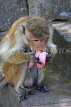 SRI LANKA, Dambulla Cave Temple (Golden Temple), Macaque Monkey eating flower offerings at site, SLK2844JPL