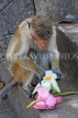 SRI LANKA, Dambulla Cave Temple (Golden Temple), Macaque Monkey eating flower offerings at site, SLK2845JPL