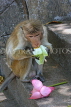 SRI LANKA, Dambulla Cave Temple (Golden Temple), Macaque Monkey eating flower offerings at site, SLK2846JPL