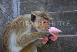 SRI LANKA, Dambulla Cave Temple (Golden Temple), Macaque Monkey eating flower offerings at site, SLK2847JPL