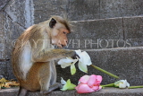 SRI LANKA, Dambulla Cave Temple (Golden Temple), Macaque Monkey eating flower offerings at site, SLK2848JPL