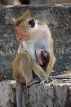 SRI LANKA, Dambulla Cave Temple (Golden Temple), Macaque Monkey with baby at site, SLK2852JPL