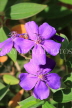 SRI LANKA, Gampola, Osbeckia flowers, SLK4551JPL