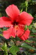 SRI LANKA, Gampola, red Hibiscus flower, SLK4453JPL