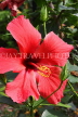 SRI LANKA, Gampola, red Hibiscus flower, SLK4454JPL