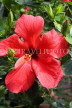 SRI LANKA, Gampola, red Hibiscus flower, SLK4456JPL