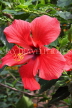 SRI LANKA, Gampola, red Hibiscus flower, SLK4457JPL