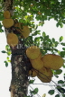 SRI LANKA, Jackfruit, on tree, SLK3168JPL