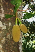 SRI LANKA, Jackfruit, on tree, SLK3169JPL