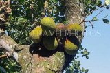 SRI LANKA, Jackfruit, on tree, SLK3222JPL