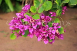 SRI LANKA, Kandy, Bougainvillea flowers (magenta), SLK5908JPL