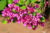 SRI LANKA, Kandy, Bougainvillea flowers (magenta), SLK5909JPL