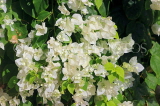 SRI LANKA, Kandy, Bougainvillea flowers (white), SLK5911JPL