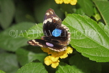 SRI LANKA, Kandy, Eggfly Butterfly, SLK2261JPL