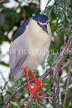 SRI LANKA, Kandy, Kandy Lake, Black Crowned  Heron, perched on tree branch, SLK3854JPL