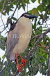 SRI LANKA, Kandy, Kandy Lake, Black Crowned Heron, perched on tree branch, SLK3843JPL