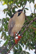 SRI LANKA, Kandy, Kandy Lake, Black Crowned Heron, perched on tree branch, SLK3844JPL
