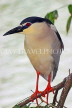 SRI LANKA, Kandy, Kandy Lake, Black Crowned Heron, perched on tree branch, SLK3851JPL