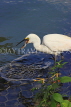SRI LANKA, Kandy, Kandy Lake, Egret, fishing, fish in beak, SLK3847JPL