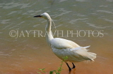 SRI LANKA, Kandy, Kandy Lake, Egret, looking for fish, SLK3914JPL