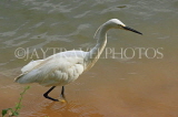 SRI LANKA, Kandy, Kandy Lake, Egret, looking for fish, SLK3915JPL