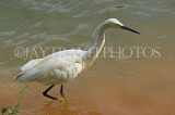 SRI LANKA, Kandy, Kandy Lake, Egret, looking for fish, SLK3915JPL