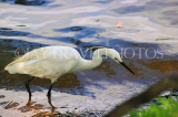 SRI LANKA, Kandy, Kandy Lake, Egret looking for fish, SLK3902JPL