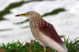 SRI LANKA, Kandy, Kandy Lake, Indian Pond Heron, SLK3870JPL