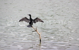 SRI LANKA, Kandy, Kandy Lake, Little Cormorant, cooling with wings spread, SLK3836JPL