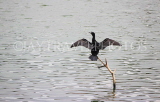 SRI LANKA, Kandy, Kandy Lake, Little Cormorant, cooling with wings spread, SLK3837JPL