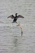 SRI LANKA, Kandy, Kandy Lake, Little Cormorant, cooling with wings spread, SLK3838JPL