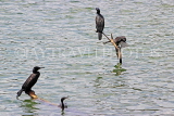 SRI LANKA, Kandy, Kandy Lake, Little Cormorants, SLK3887JPL