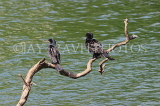 SRI LANKA, Kandy, Kandy Lake, Little Cormorants, SLK3888JPL