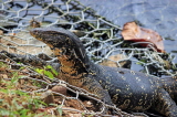 SRI LANKA, Kandy, Kandy Lake, Monitor Lizard (Kabaraya), SLK3626JPL